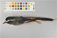 藏品(白耳畫眉)的圖片